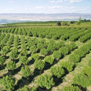 Marijuana Farm